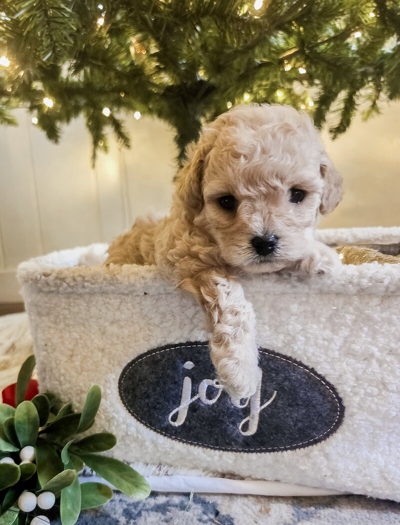 f37d9f61-b298-403e-965a-0f3ebe8645e2