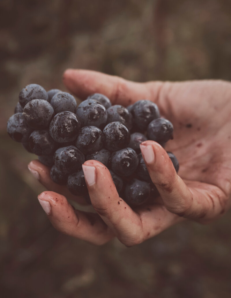 JPEG PRINT GRAPE ARTICLE