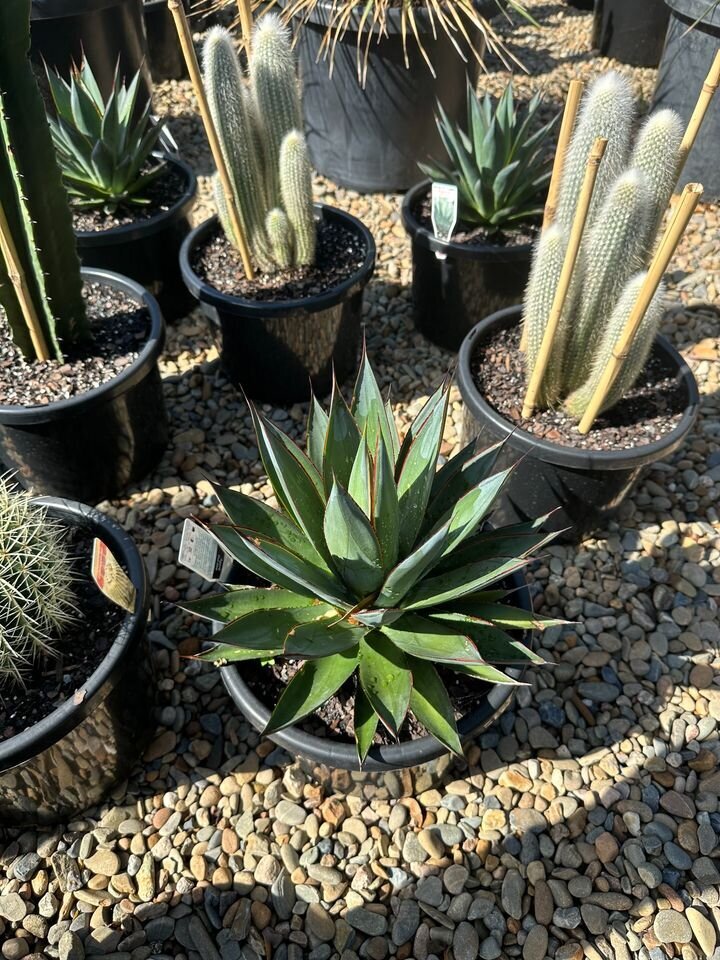 Agave attenuata x Agave ocahui | Agave Blue Glow