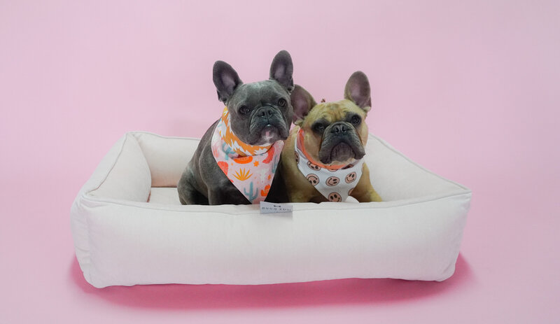 two dogs sitting in dog bed