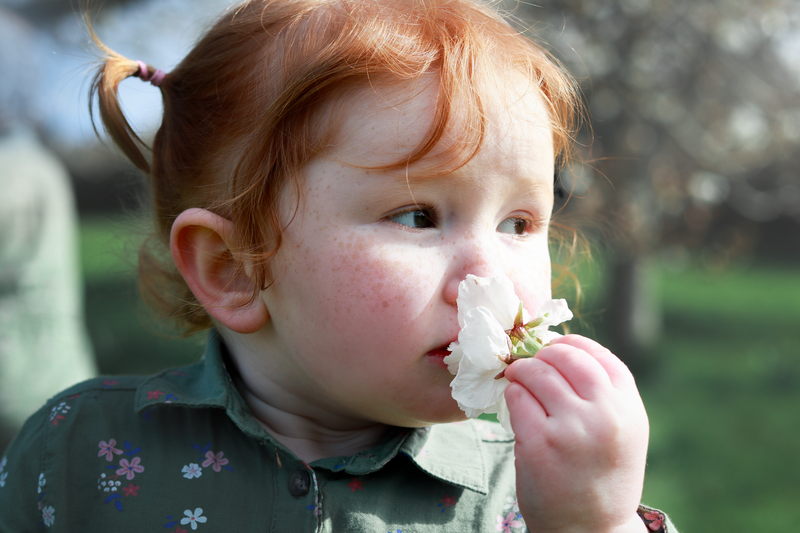 Toddler with red hair smells a blossom flower