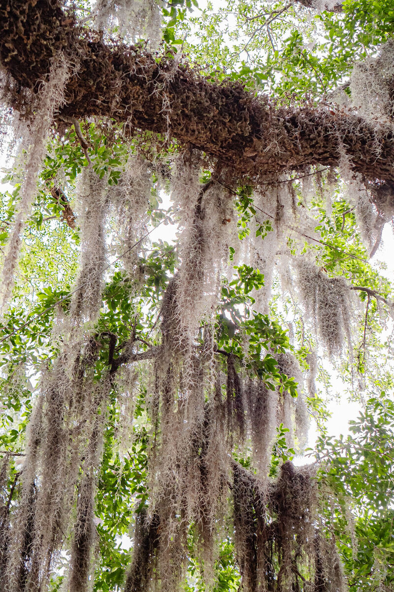 new-orleans-photography (6)