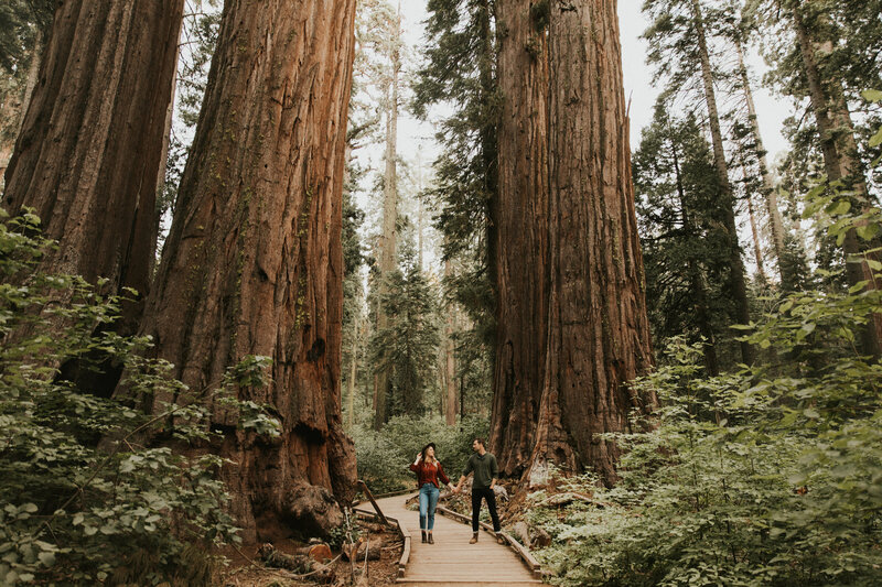 couple holding hands through Sequoias