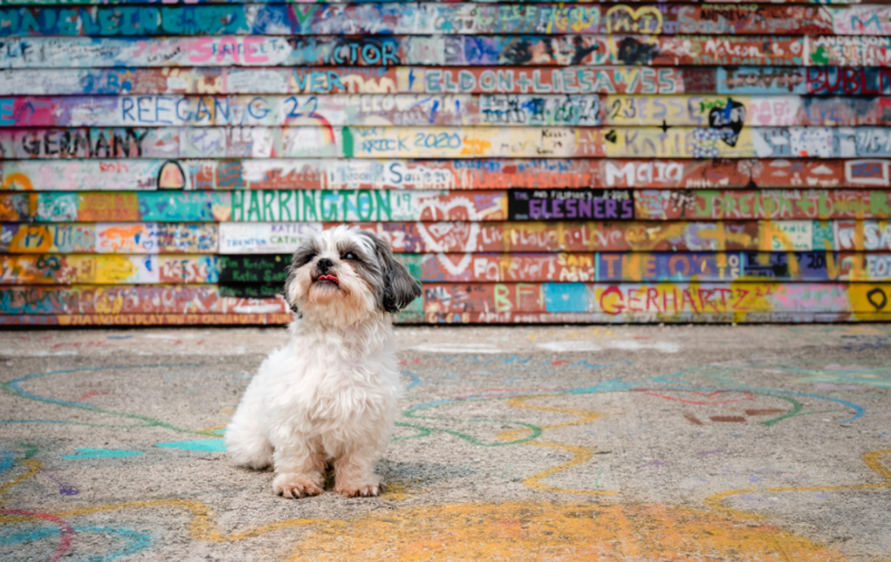Woman adjusting framed artwork of dog on wall