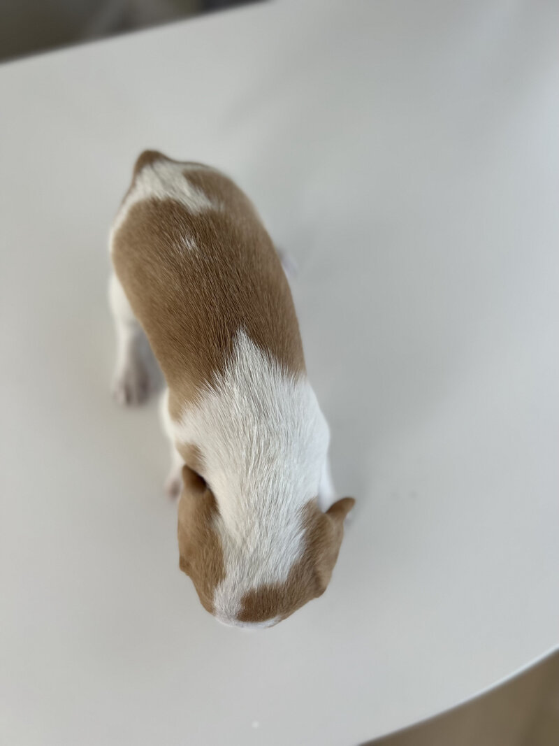 Pocket Beagle Puppies For Sale