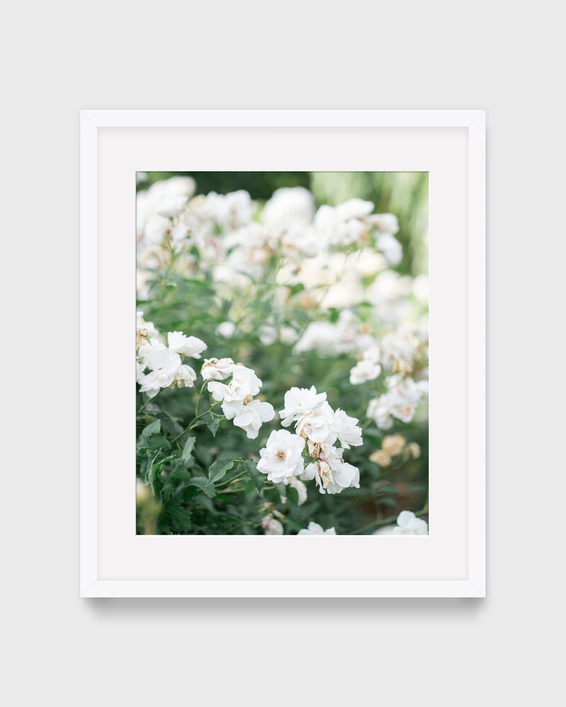 White Rose Framed