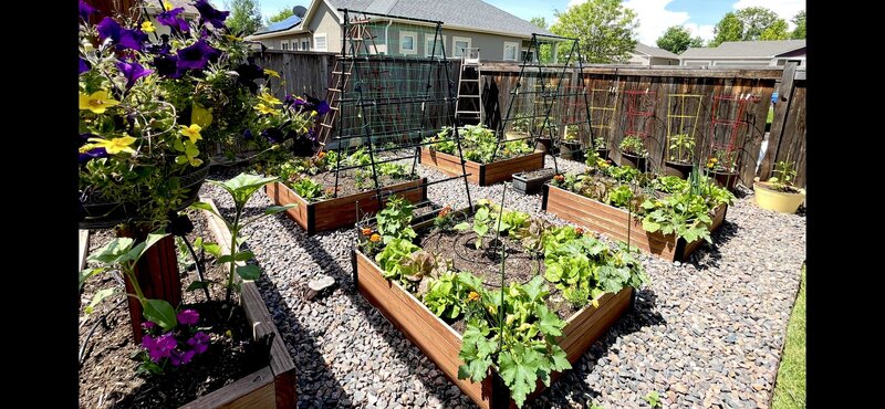 a plot of four symmetrical garden beds full of vegetable plants with trellises in each garden bed. 