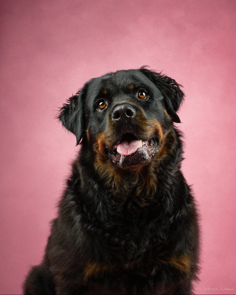 Pets-through-the-Lens-Photography-Vancouver—Dog-Portrait
