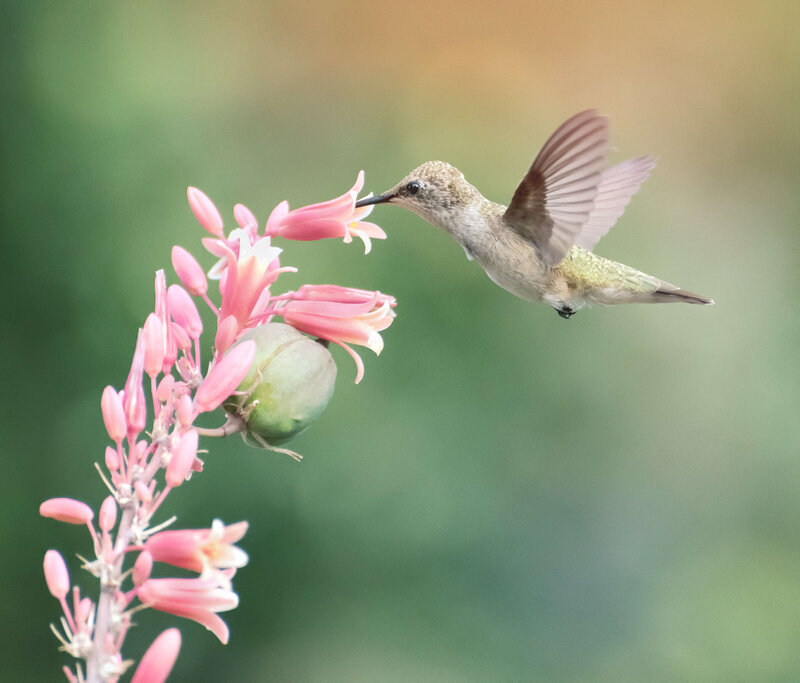 Hummingbird photography by Melissa Byrne based in Prescott Arizona