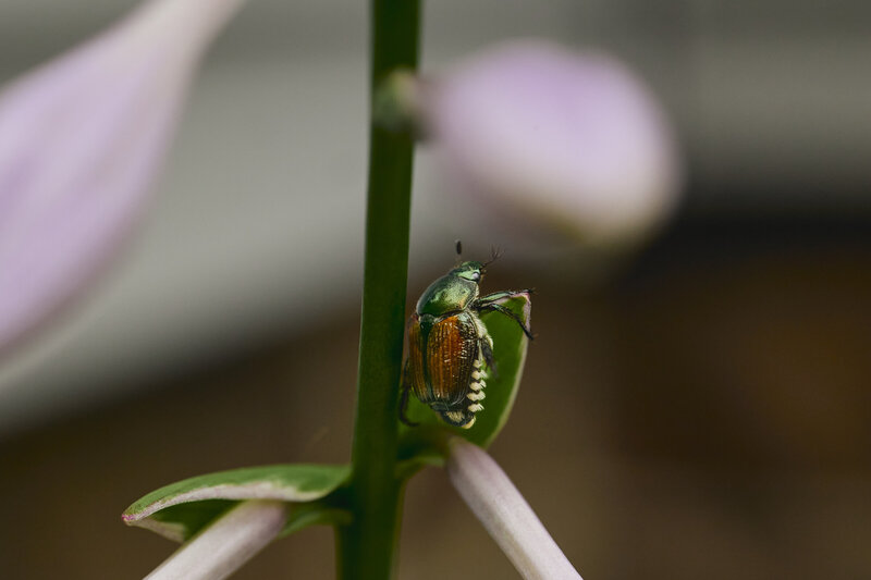 Asian beetle crawling on a plant stem