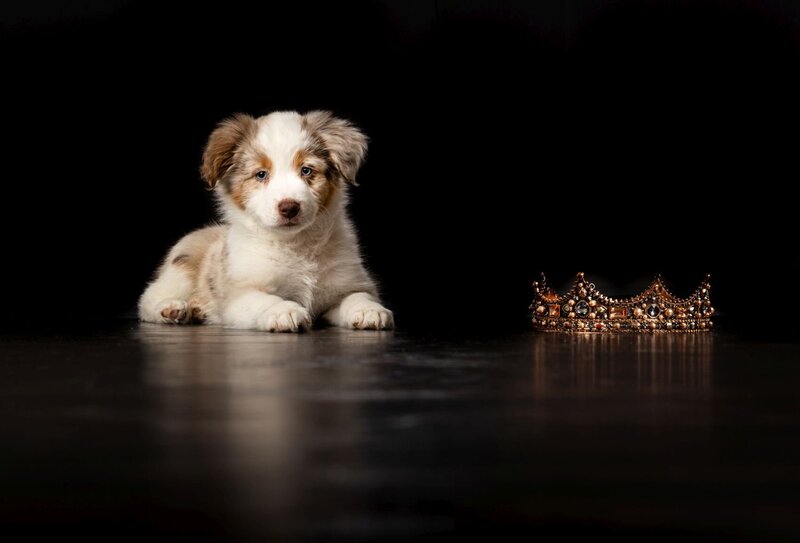 lilla-bordas-portraits-tampa-DOG-photographer1414_1