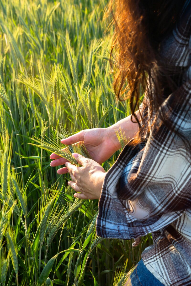 A woman standing in a wheat farm, proudly holding wheat, celebrating the agricultural harvest