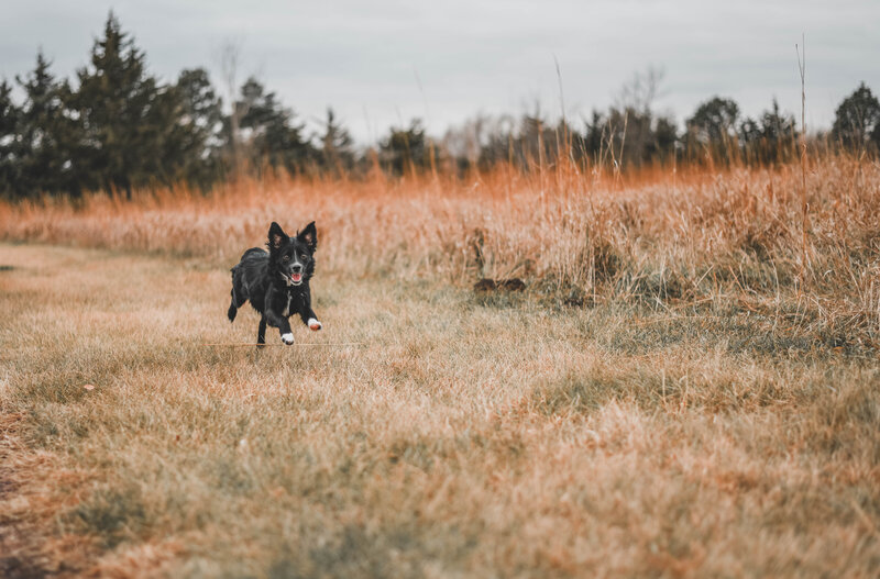 pet photography rapid city, sd