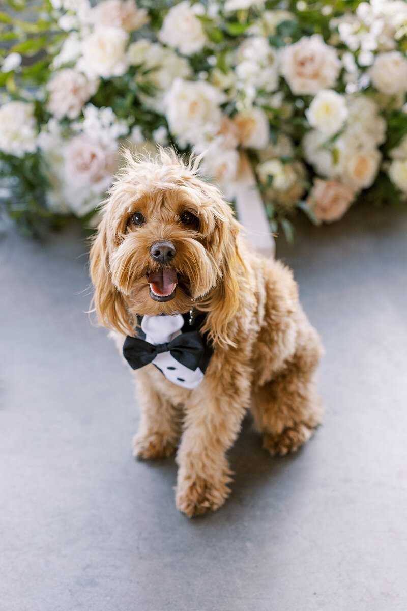 dog wearing a bowtie at a wedding