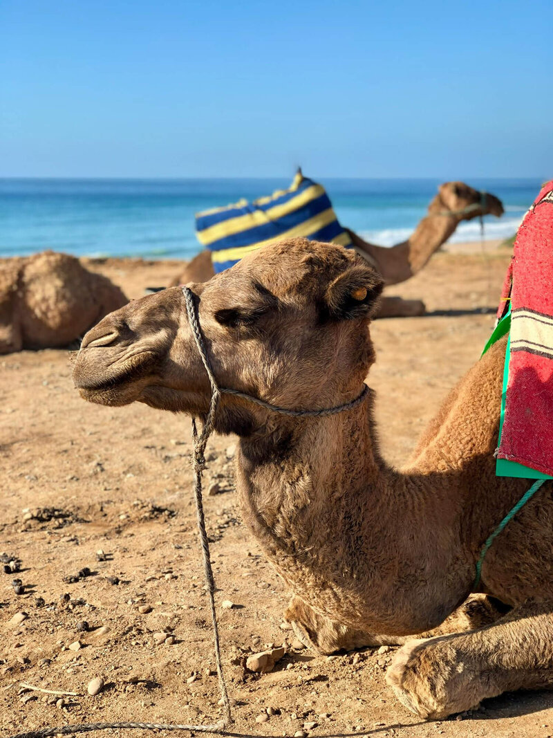 tangier-morocco-camel-journey
