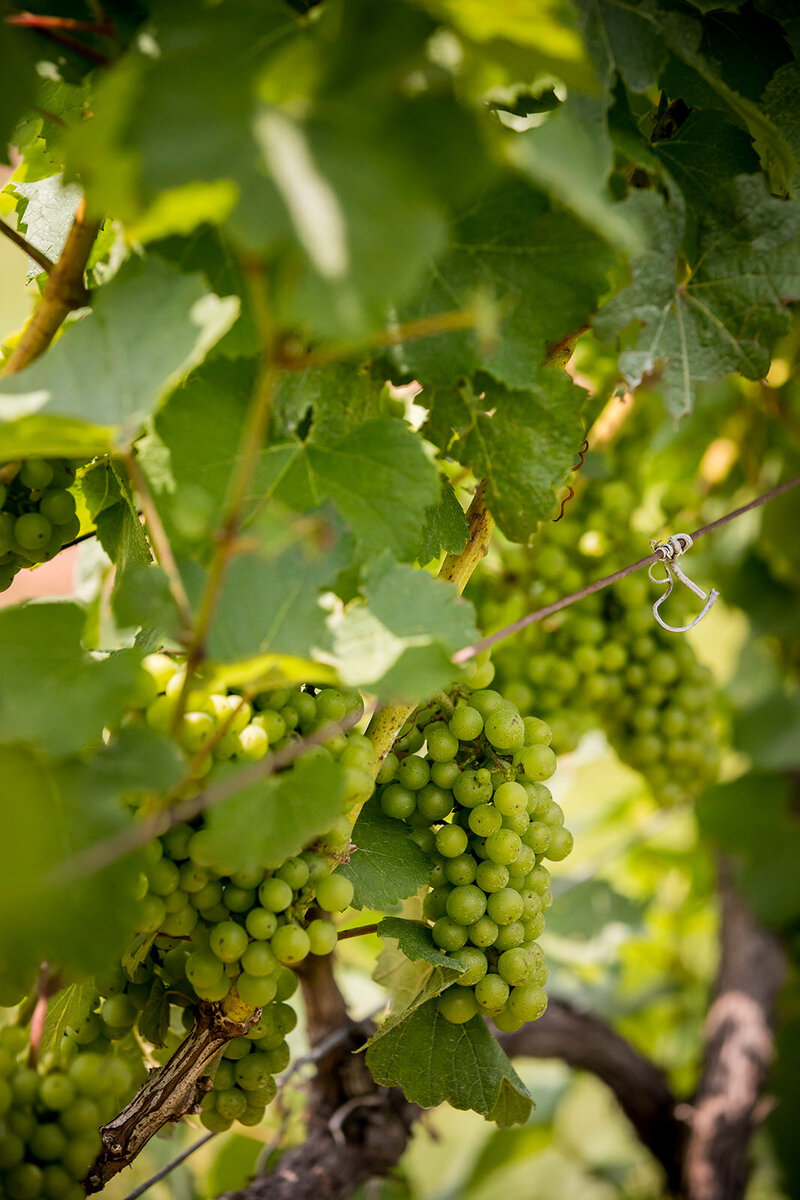 SheltonVineyards-378