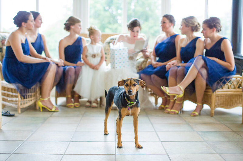 Dog looking directly at the camera while bridesmaids fuss over the bride in the background, capturing a candid wedding moment.