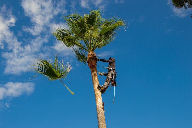 palm trimming