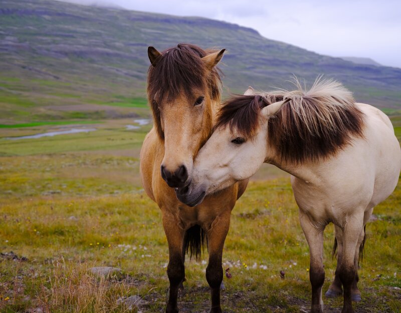 Two horses standing peacefully together in a pasture in New England