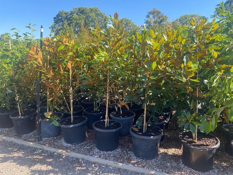 Mature magnolia little gem trees for sale sydney