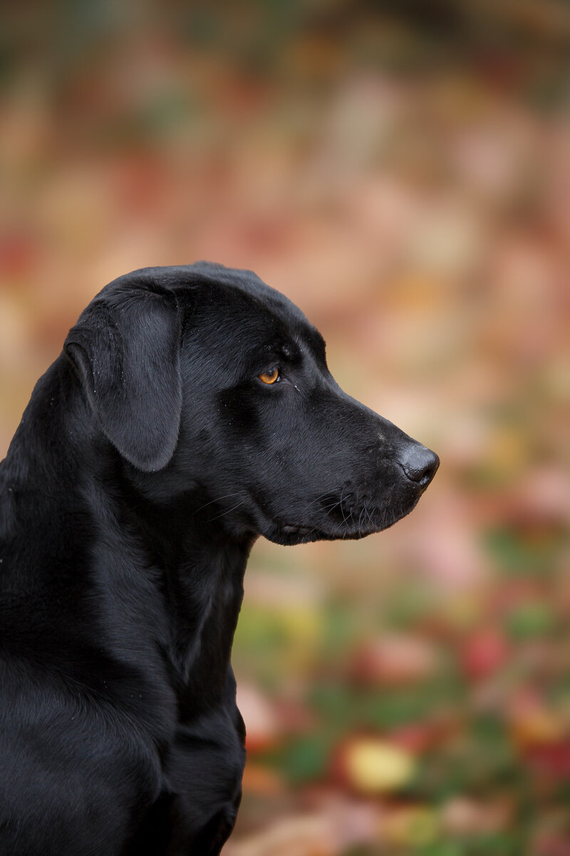 Girl holding labrador puppy