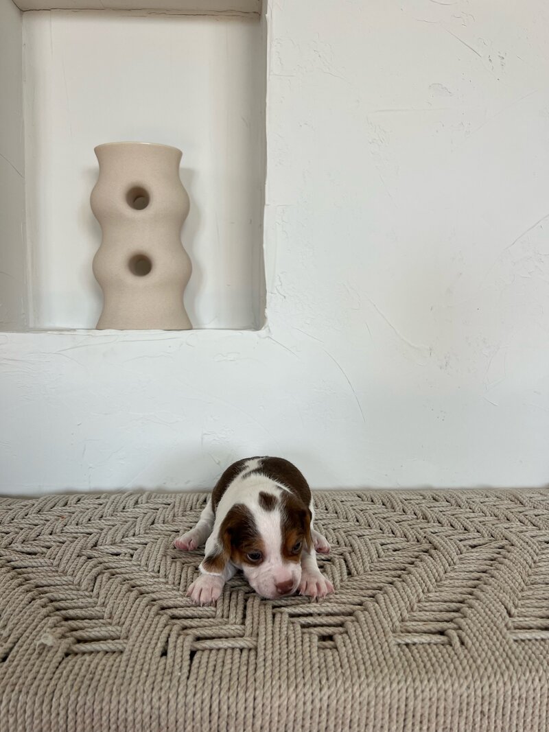 Pocket Beagle Puppies For Sale