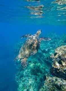 Hawaii Scuba Adventure with Sea Turtle