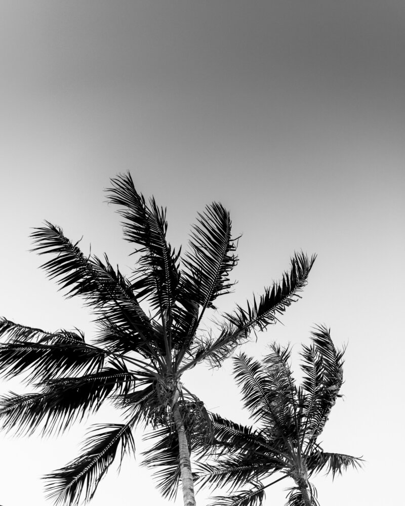 Palm Trees