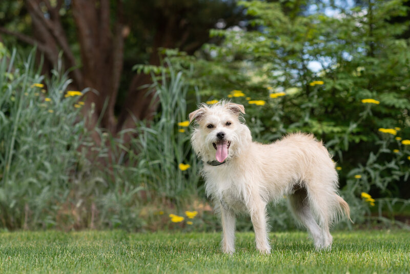 Dog by flowers