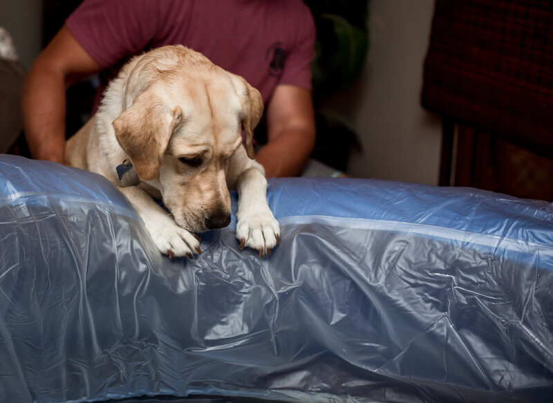 Yellow lab leaning over the edge of a birth tub during a home birth