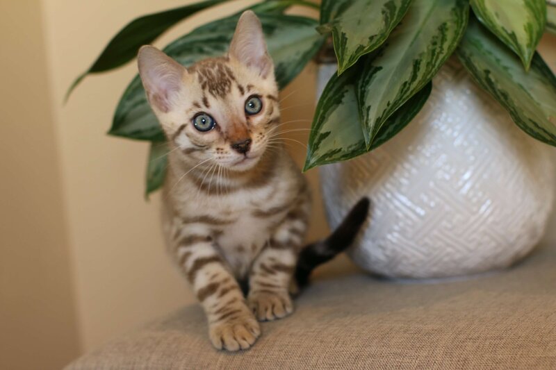 Jemma snow mink male_May21_2