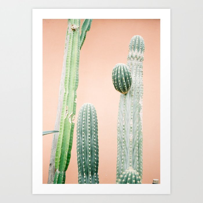 botanical-photo-of-green-cactuses-with-a-pastel-orange-background-fine-art-film-photography-prints