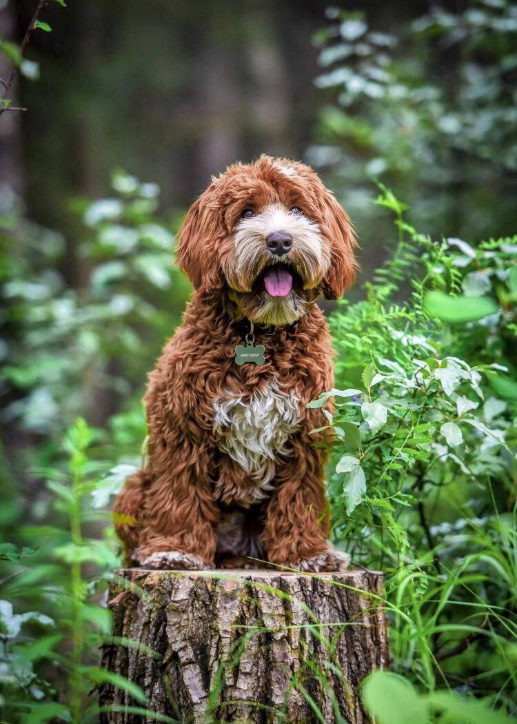 Red Australian Labradoodle Sailor in British Columbia