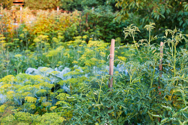 herb garden