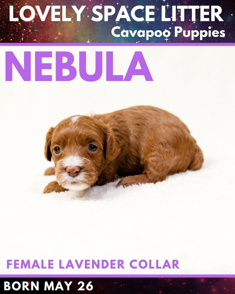 Space - Lavender Nebula Female