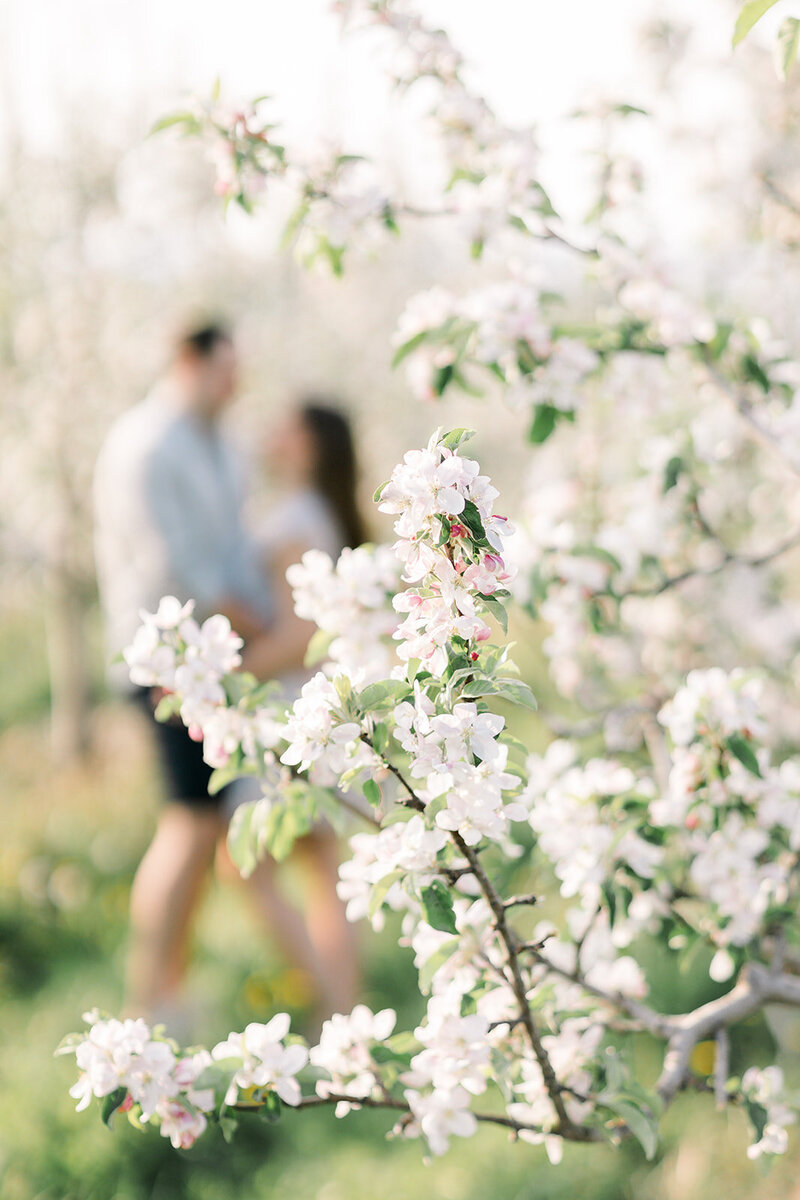 Terri-Lynn Warren Photography - Halifax Engagement Wedding Photographer Apple Blossoms-2969