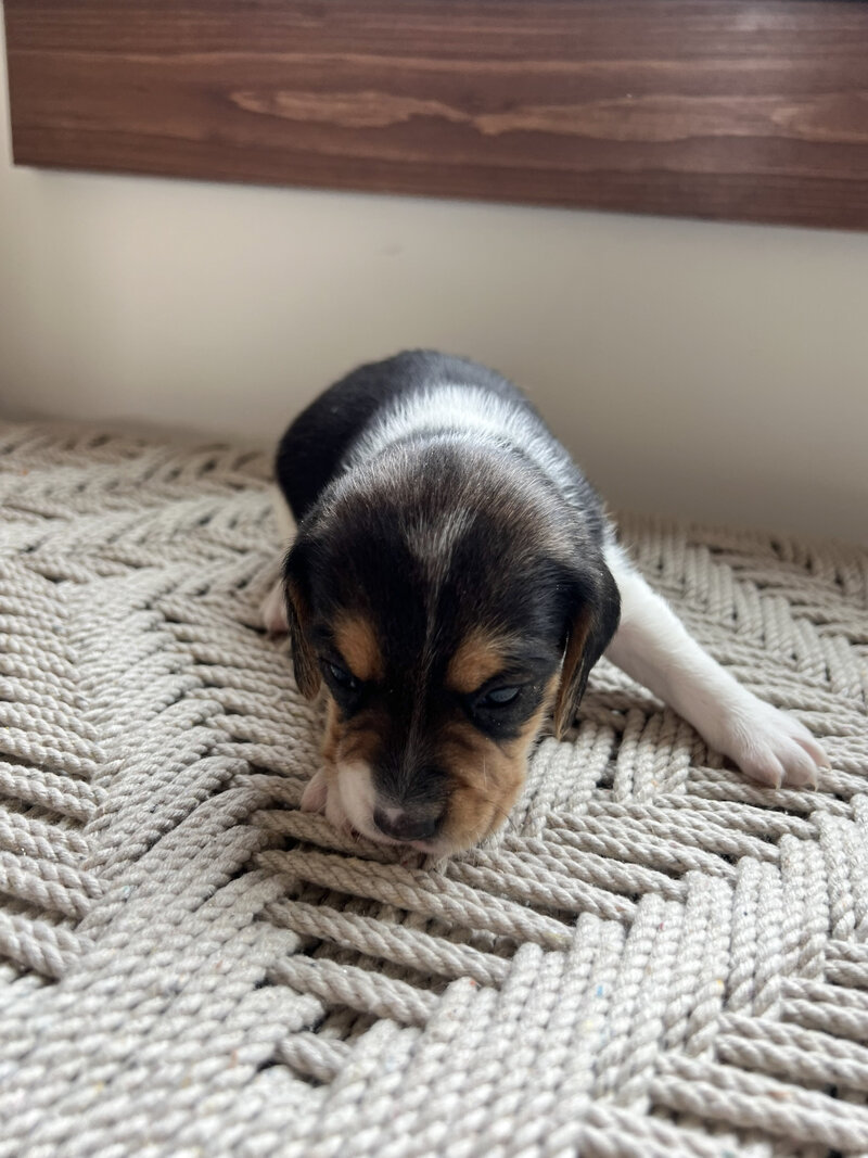 Pocket Beagle Puppies For Sale
