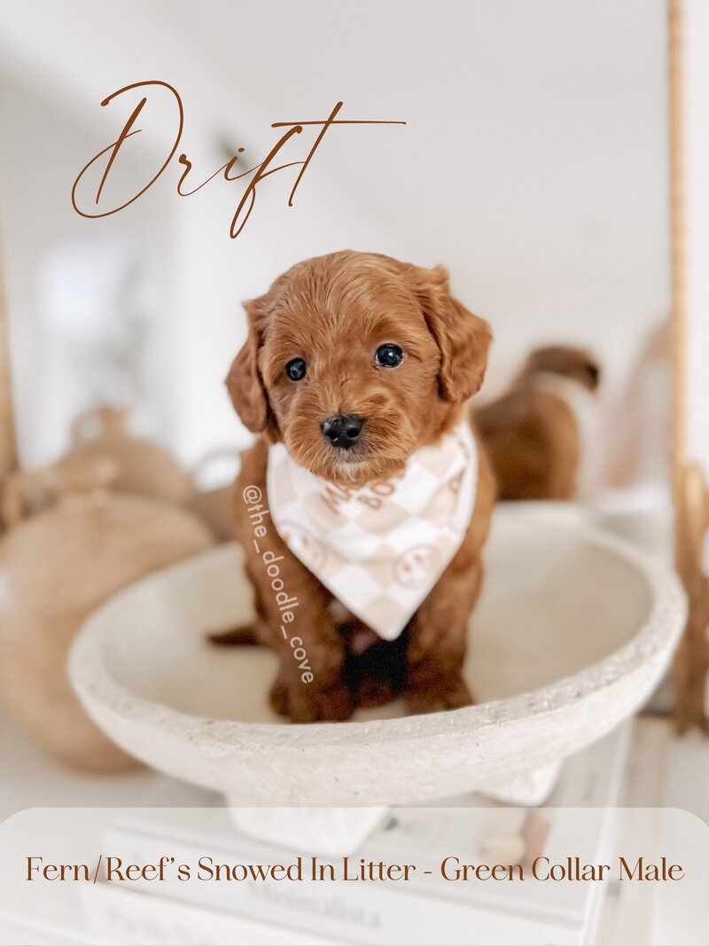 Snowed In Litter - 3