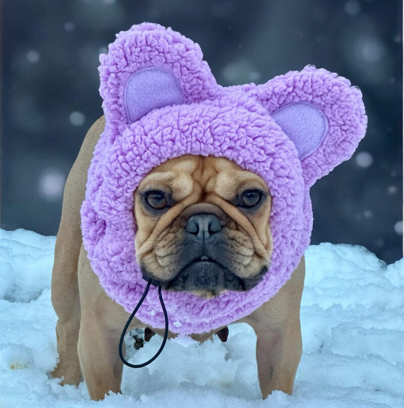 LMN Bulldogs female breeding dog dressed up for Easter