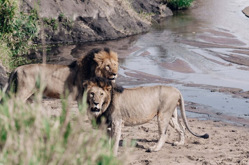 TAASA Lodge - Safari & Wildlife (86)