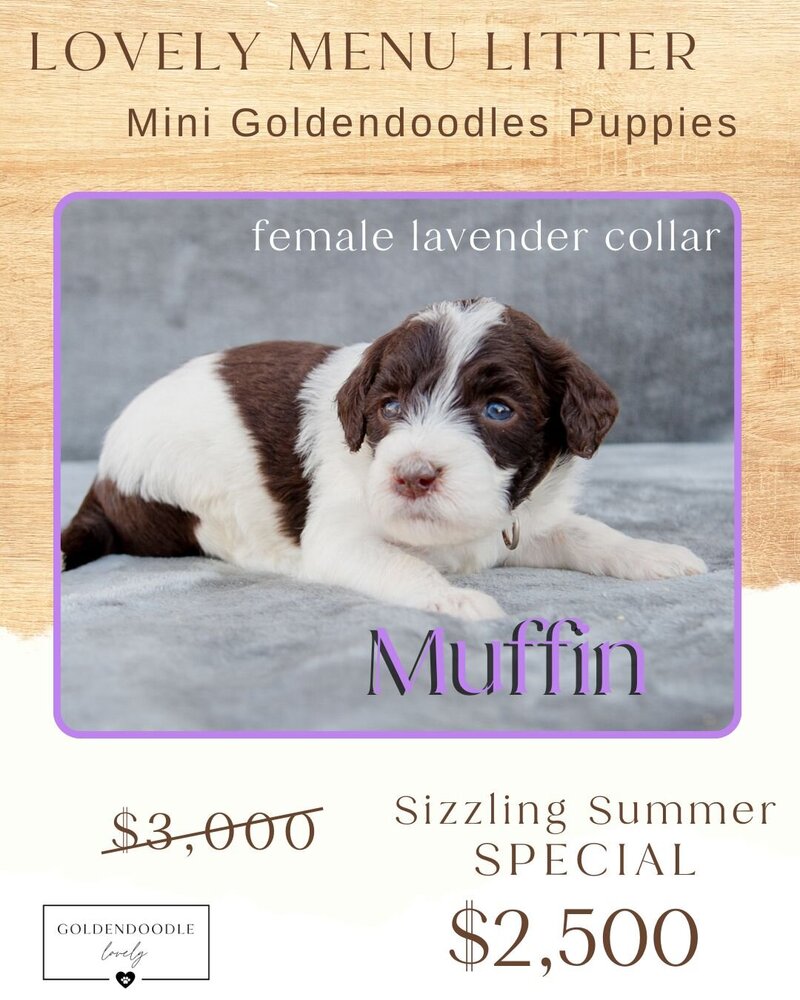 Menu Lavender Muffin Female