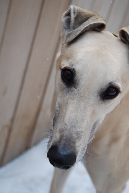 close up shot of light fawn greyhound rider
