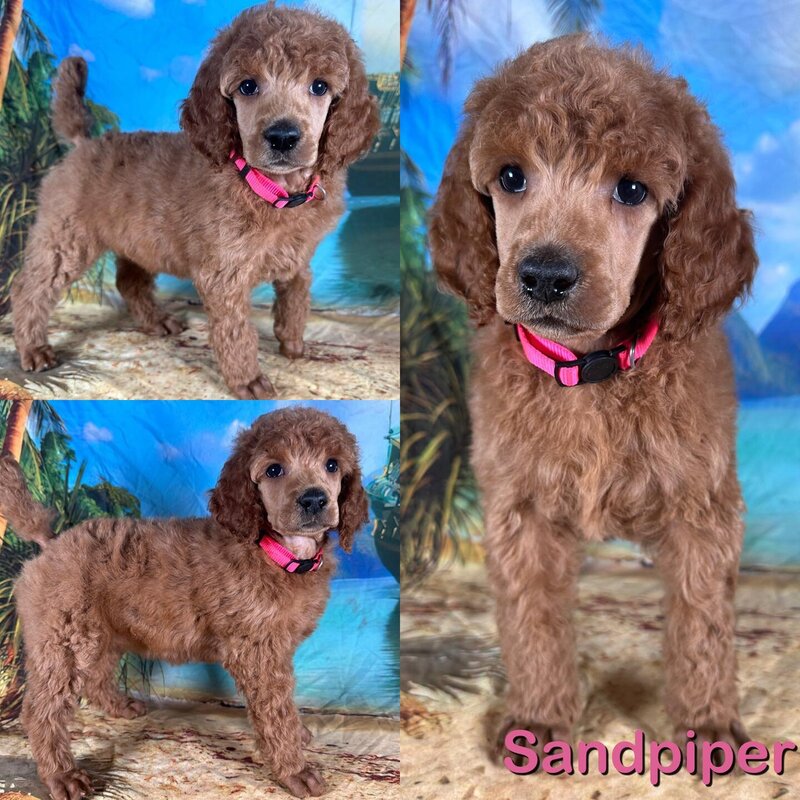 sandpiper7weeks