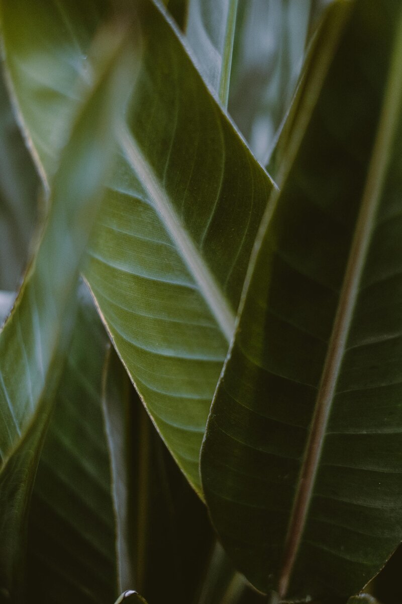 Green tropical leaves symbolizing growth and healing, used on Ellipsis Mental Health website for therapy and counseling in Twin Cities, MN.