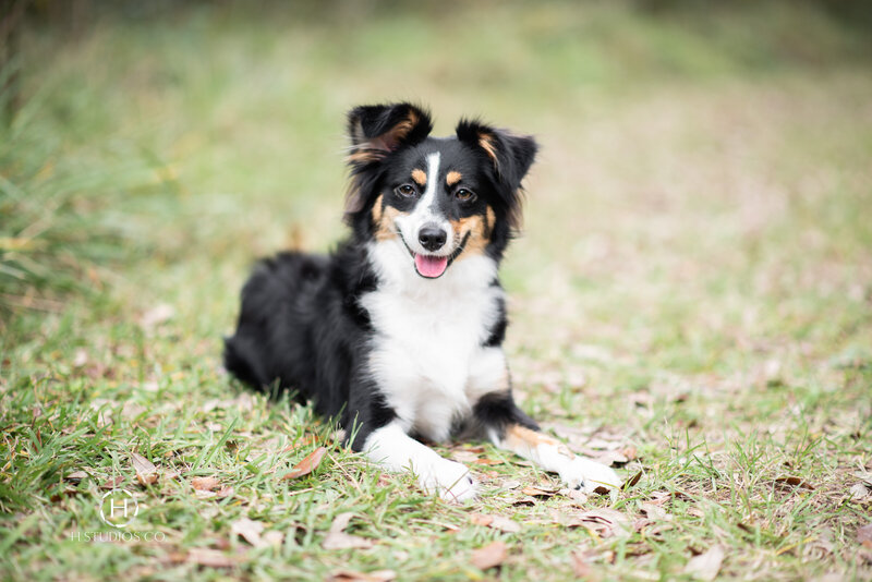 Toy Australian shepherd laying in grass
