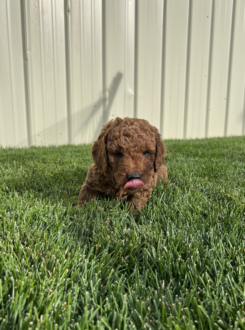 Screenshot 2024-09-24 at 6.31.16 AM