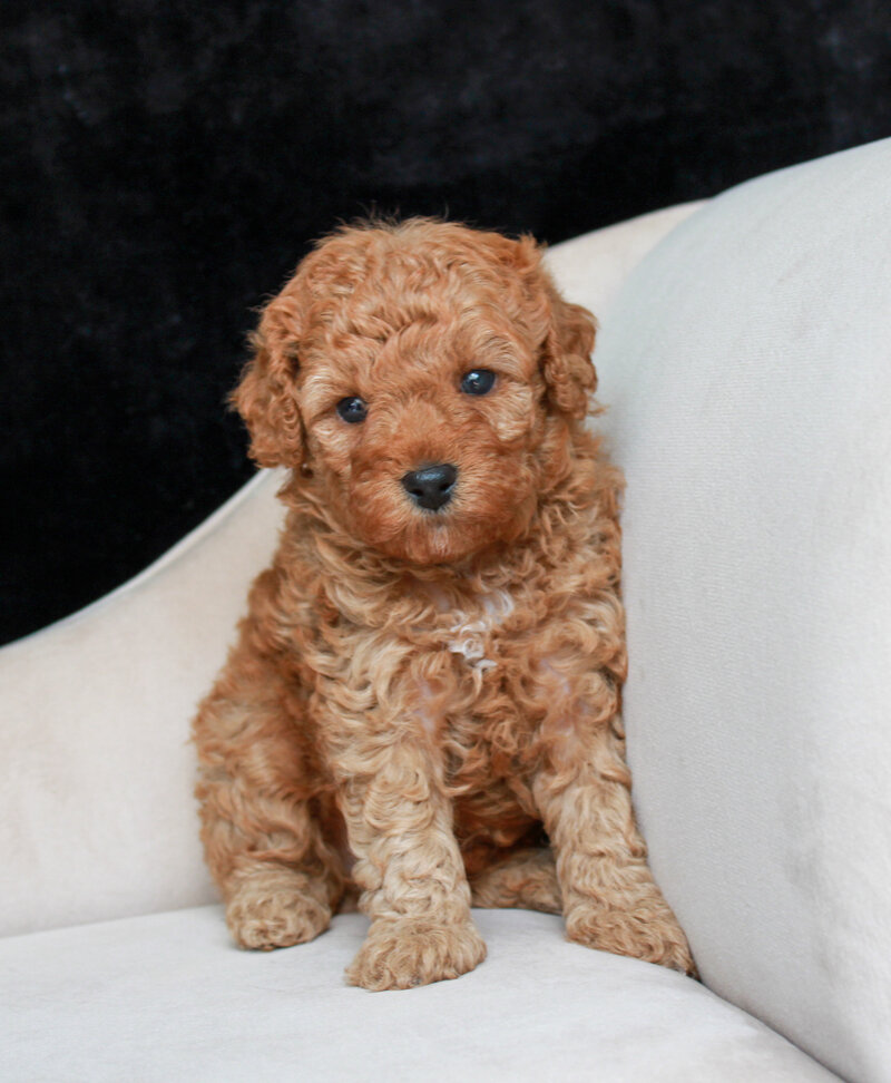 Puddlewick 4 weeks 2