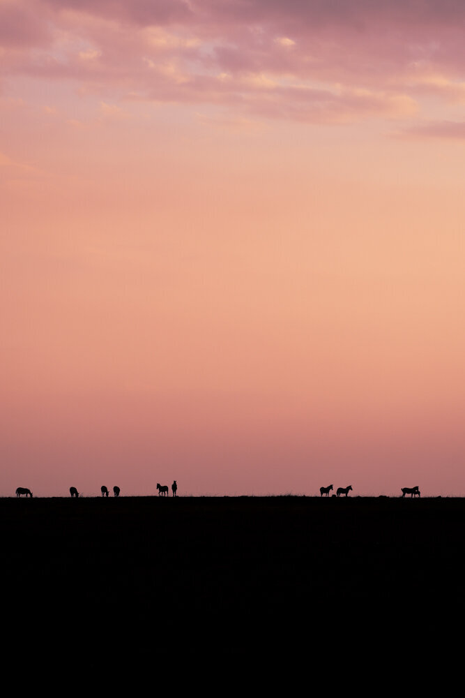 safariedited-245