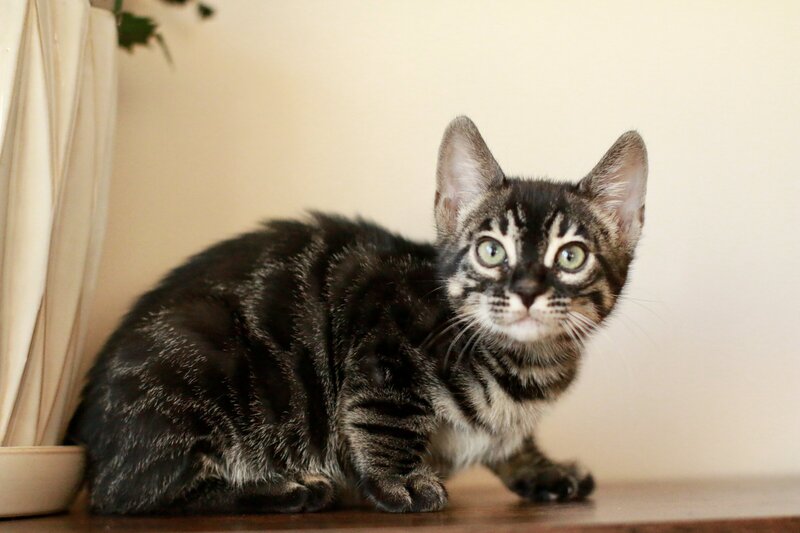 Diva x bronco_JUL2023_CHARCOAL GIRL_3