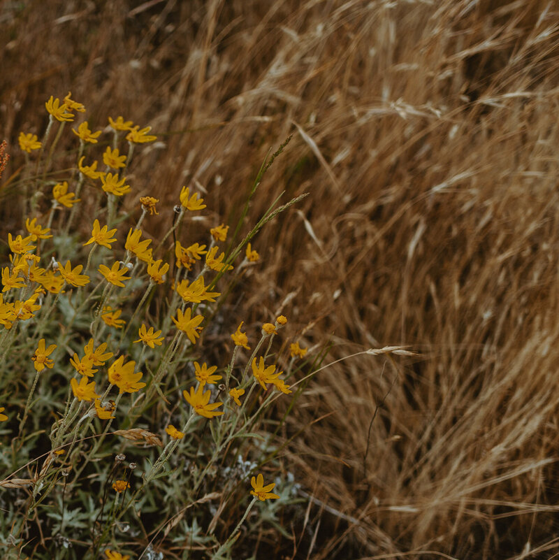 Oregon-Spring-Senior-Pictures-Photographer-wildflowers-in-the-gorge